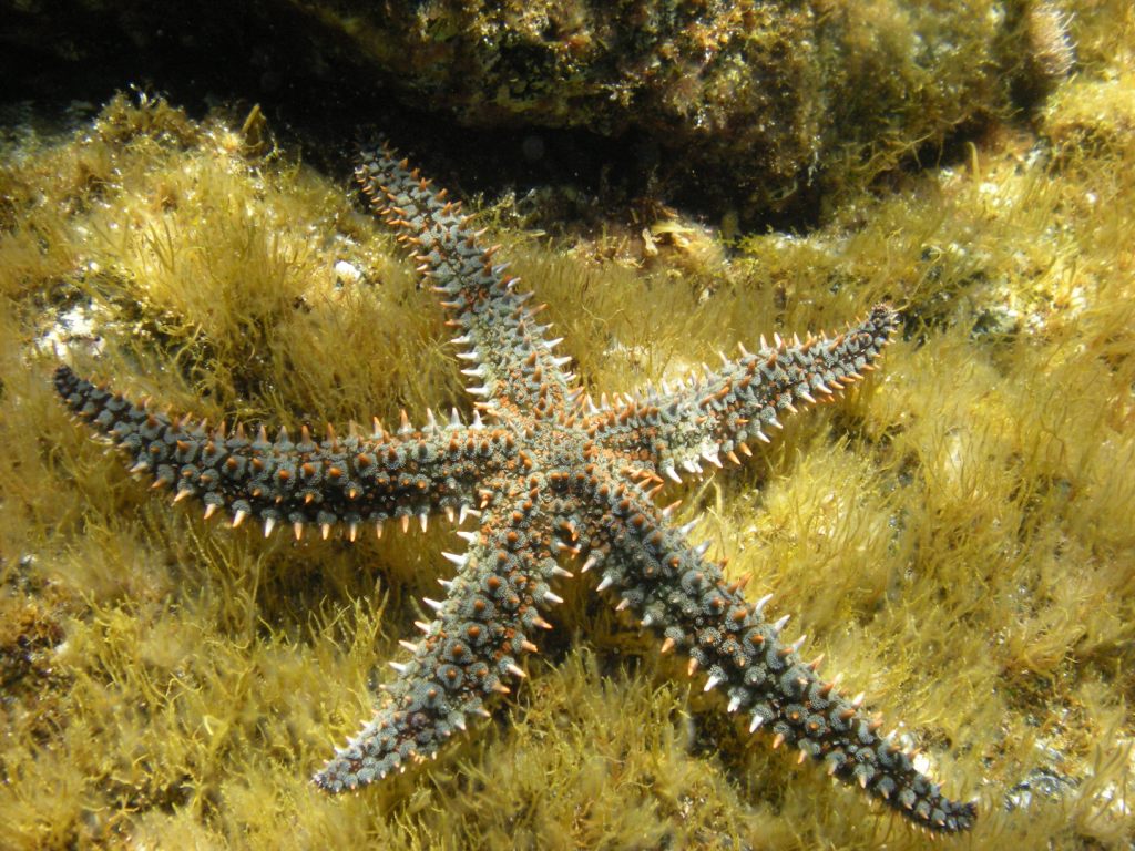 Marthasterias glacialis (Linnaeus, 1758)